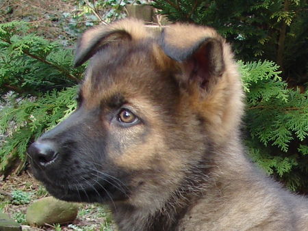 Deutscher Schäferhund Hunde Foto 37224 Deutscher Schäferhund Franko du Domaine de Chodes