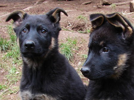Deutscher Schäferhund Hunde Foto 37225 Deutscher Schäferhund Flinn & Farouk du Domaine de Chodes