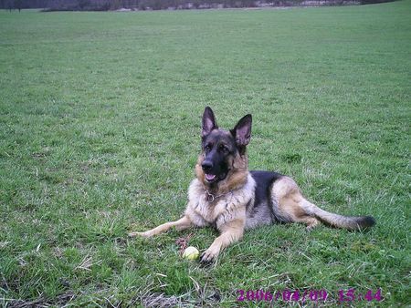 Deutscher Schäferhund Hunde Foto 31959 Deutscher Schäferhund Das ist meine Troya