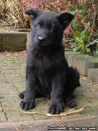 Deutscher Schäferhund Iano-Black du Domaine de Chôdes