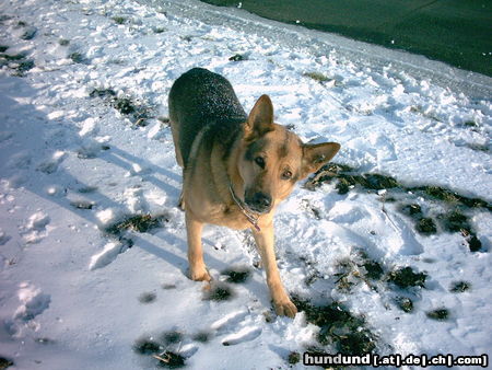 Deutscher Schäferhund Hunde Foto 26619 in höherer Auflösung ansehen Deutscher Schäferhund Drago IV