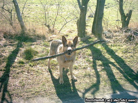 Deutscher Schäferhund Hunde Foto 26621 in höherer Auflösung ansehen Deutscher Schäferhund Drago VI