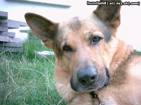 Deutscher Schäferhund Hunde Foto 26623 in höherer Auflösung ansehen Deutscher Schäferhund Drago VII