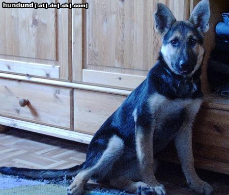 Deutscher Schäferhund meine Ricci