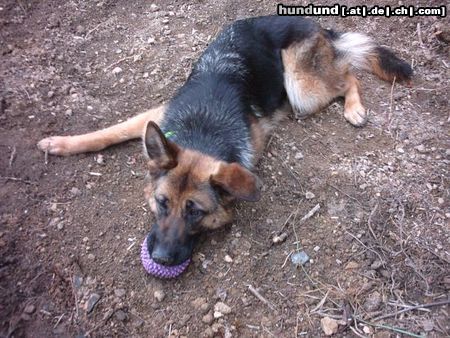 Deutscher Schäferhund Hunde Foto 15944 in höherer Auflösung ansehen Deutscher Schäferhund Chica die Hündin meiner Schwester