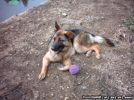 Deutscher Schäferhund Hunde Foto 15945 in höherer Auflösung ansehen Deutscher Schäferhund Chica die Hündin meiner Schwester