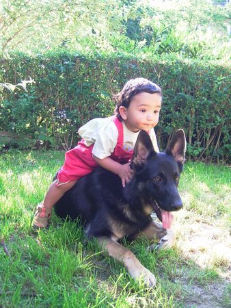 Deutscher Schäferhund Hunde Foto 34938 in höherer Auflösung ansehen Deutscher Schäferhund
