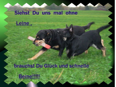 Deutscher Schäferhund Hunde Foto 34936 in höherer Auflösung ansehen Deutscher Schäferhund