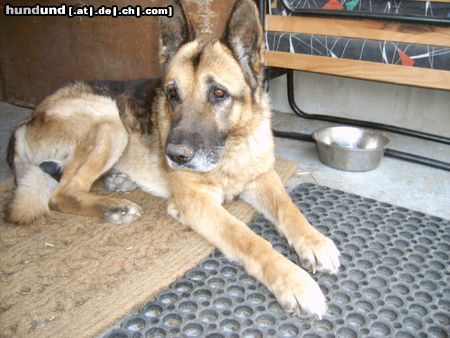 Deutscher Schäferhund Hunde Foto 22590 in höherer Auflösung ansehen Deutscher Schäferhund jerry lee