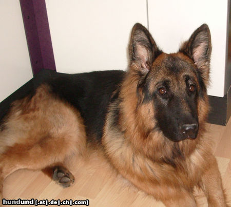 Deutscher Schäferhund Hunde Foto 26144 in höherer Auflösung ansehen Deutscher Schäferhund Bexter 1 Jahr alt