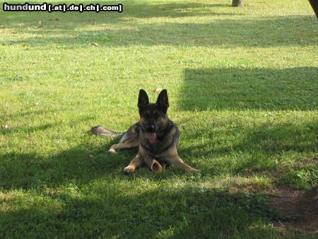 Deutscher Schäferhund Hunde Foto 22439 in höherer Auflösung ansehen Deutscher Schäferhund Asso vom Endinger Städtle