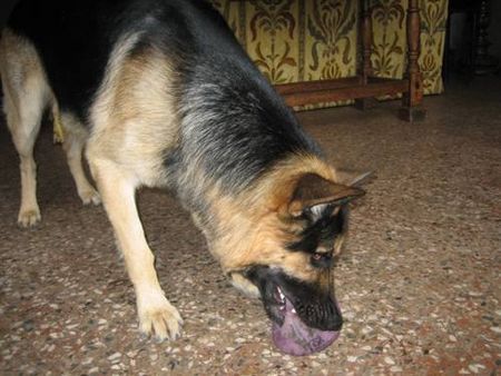 Deutscher Schäferhund Hunde Foto 35512 in höherer Auflösung ansehen Deutscher Schäferhund Mampf... der ball schmeckt gut