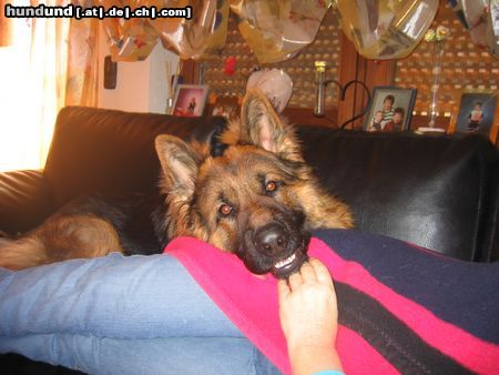 Deutscher Schäferhund Hunde Foto 22437 in höherer Auflösung ansehen Deutscher Schäferhund