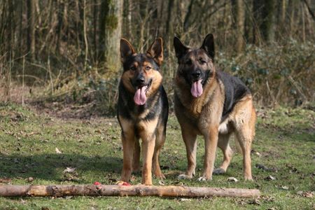 Deutscher Schäferhund Fosco und Opa Benji