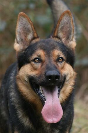 Deutscher Schäferhund Fosco du Domaine de Chôdes