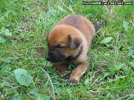 Deutscher Schäferhund Hunde Foto 15904 in höherer Auflösung ansehen Deutscher Schäferhund
