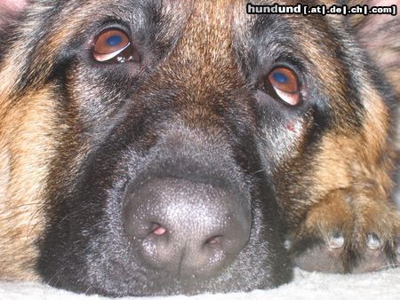 Deutscher Schäferhund Hunde Foto 8526 Deutscher Schäferhund Rino vom