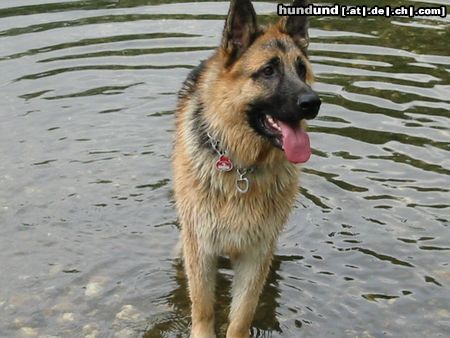 Deutscher Schäferhund Hunde Foto 14643 Deutscher Schäferhund Zakk