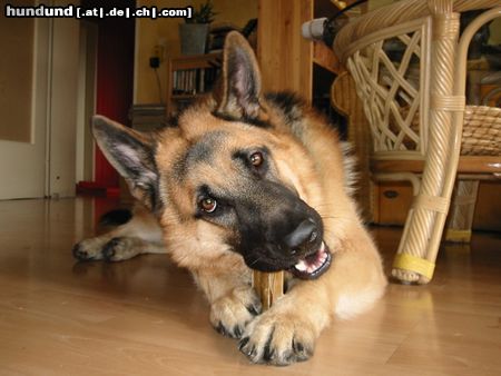 Deutscher Schäferhund Hunde Foto 14644 Deutscher Schäferhund Zakk2