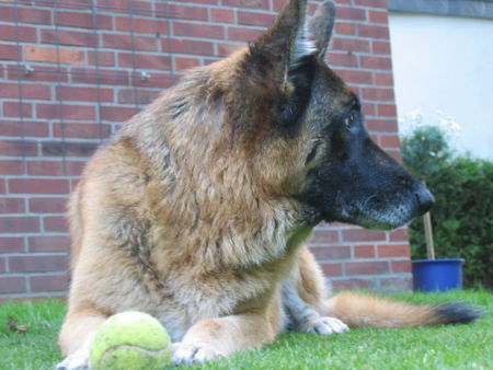 Deutscher Schäferhund Hunde Foto 32675 in höherer Auflösung ansehen Deutscher Schäferhund frisch gewaschen