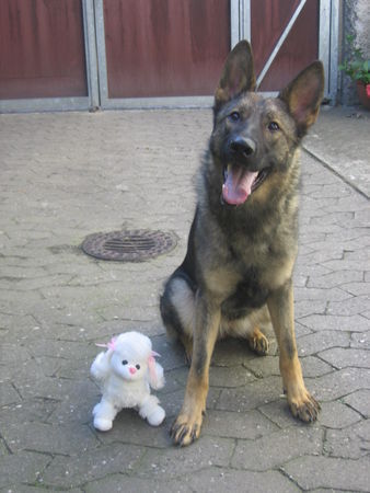 Deutscher Schäferhund Hunde Foto 39350 in höherer Auflösung ansehen Deutscher Schäferhund Joy und Ixtra vom Weinland Baden