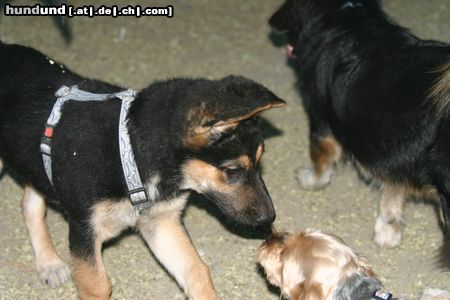 Deutscher Schäferhund Hunde Foto 23858 in höherer Auflösung ansehen Deutscher Schäferhund Ein Bussi