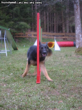 Deutscher Schäferhund Hunde Foto 24831 in höherer Auflösung ansehen Deutscher Schäferhund Indira von der Bachhöle