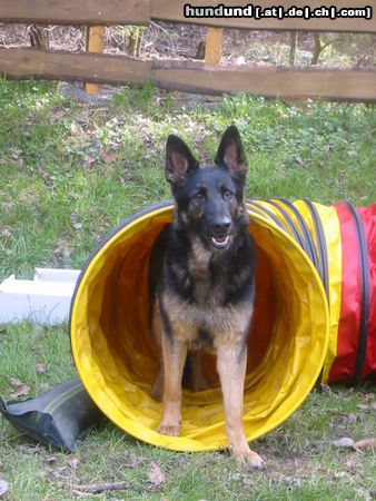 Deutscher Schäferhund Hunde Foto 24829 in höherer Auflösung ansehen Deutscher Schäferhund Indira von der Bachhöle