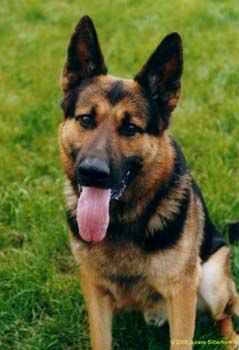 Deutscher Schäferhund Hunde Foto 1977 Deutscher Schäferhund IRk ist ein sehr junger und aktiver Dienshund (explosives). Sein Langhaarfell ist wunderschön.