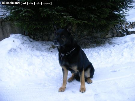 Deutscher Schäferhund Hunde Foto 17495 Deutscher Schäferhund Rex im Schnee