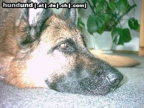 Deutscher Schäferhund Hunde Foto 17974 in höherer Auflösung ansehen Deutscher Schäferhund Unser lieber Asco