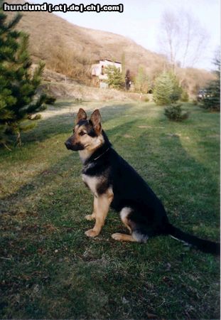 Deutscher Schäferhund Hunde Foto 21511 in höherer Auflösung ansehen Deutscher Schäferhund
