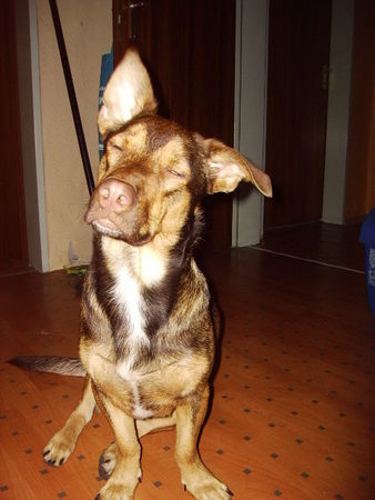 Deutscher Schäferhund Hunde Foto 28780 Deutscher Schäferhund