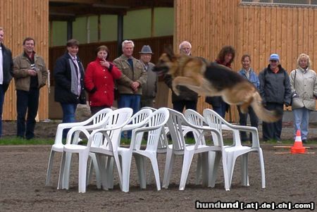 Deutscher Schäferhund Hunde Foto 16361 in höherer Auflösung ansehen Deutscher Schäferhund Jule vom Olwenhof
