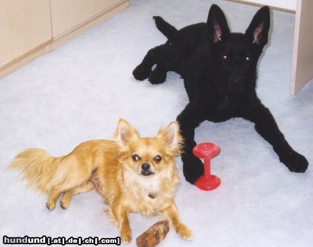 Deutscher Schäferhund mit chihuahua