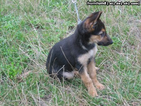 Deutscher Schäferhund Kiara  3 M.