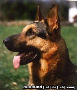 Deutscher Schäferhund Hunde Foto 3489 Deutscher Schäferhund Falk v. Weissenstein