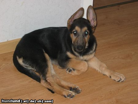 Deutscher Schäferhund Hunde Foto 15384 Deutscher Schäferhund Kiara Heute