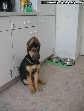 Deutscher Schäferhund Hunde Foto 14493 Deutscher Schäferhund Kiara
