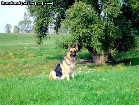 Deutscher Schäferhund Hunde Foto 8779 Deutscher Schäferhund Kitti