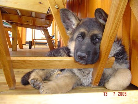 Deutscher Schäferhund Hunde Foto 32058 Deutscher Schäferhund Klang - 8 woche