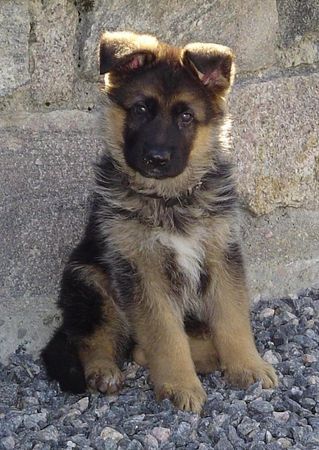 Deutscher Schäferhund Hunde Foto 37206 in höherer Auflösung ansehen Deutscher Schäferhund Klang - 8 woche