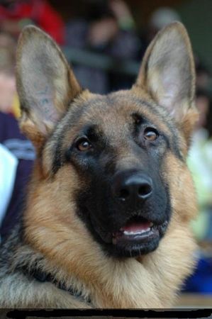 Deutscher Schäferhund Hunde Foto 30176 in höherer Auflösung ansehen Deutscher Schäferhund