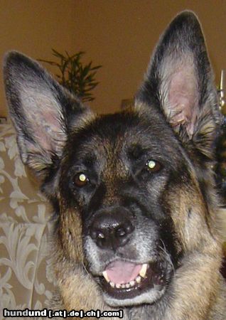 Deutscher Schäferhund Hunde Foto 20211 Deutscher Schäferhund meine maus cara 8,5 jahre-leider gestorben am 11.02.05