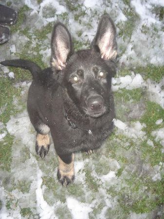 Deutscher Schäferhund Hunde Foto 37591 Deutscher Schäferhund Chivas