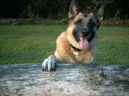 Deutscher Schäferhund Hunde Foto 29854 Deutscher Schäferhund Laila von Schwanensee