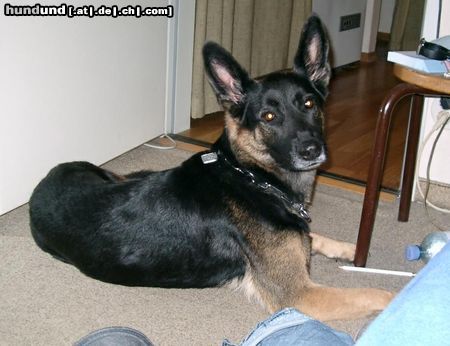 Deutscher Schäferhund Hunde Foto 4819 Deutscher Schäferhund Lena mit den Fledermausohren