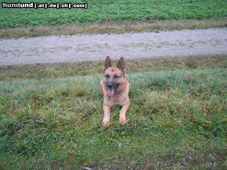 Deutscher Schäferhund Hunde Foto 16809 Deutscher Schäferhund Lucky