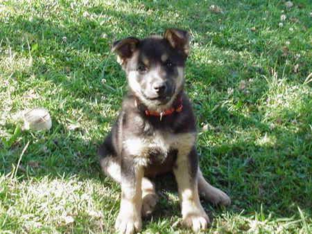 Deutscher Schäferhund Hunde Foto 2007 Deutscher Schäferhund JAKOB mit 10 Wochen