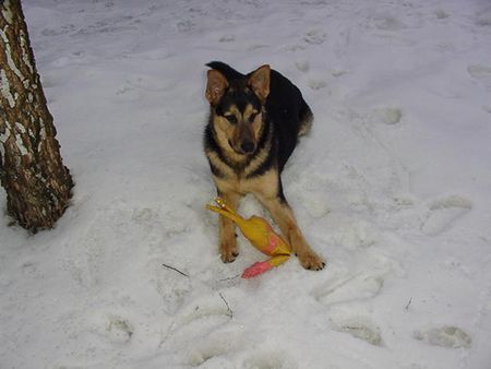 Deutscher Schäferhund Hunde Foto 2011 Deutscher Schäferhund JAKOB mit Lieblingshuhn heute, am 26.01.03